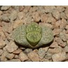 Lithops marmorata