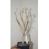 Эуфорбия Euphorbia balsamifera / Галерея