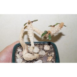 Euphorbia francoisii crassicaulis бонсай