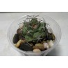 Матукана Matucana paucicostata - Галерея