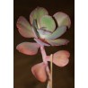 Echeveria Suyon