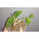Лудизия Ludisia discolor Green