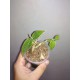 Лудизия Ludisia discolor Green