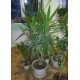 Юкка слоновая Yucca elephantipes