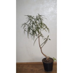 Брахихитон наскальный Brachychiton rupestris