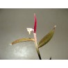 Монадениум Monadenium rubellum - Галерея