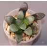 Haworthia springbokvlakensis AR919 clon2