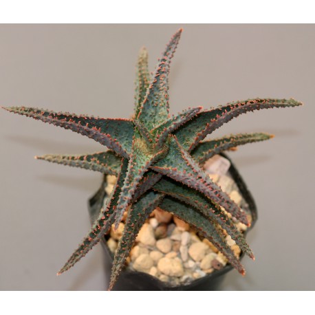 Aloe Lavender Star AR919