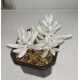 Senecio haworthii