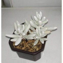Senecio haworthii