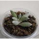 Senecio haworthii