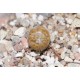Conophytum pellucidum v neohallii
