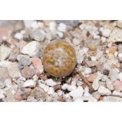 ъ26 Конофитум Conophytum pellucidum v neohallii - Галерея