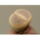 Lithops dinteri var. brevis
