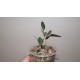Euphorbia waringiae