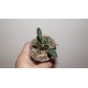 Euphorbia waringiae