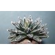 Agave victoriae regine Himesanoyuki