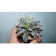 Agave victoriae regine Himesanoyuki