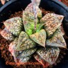 Haworthia Kamen butokai