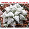 Haworthia Suna Oujo