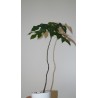 Брахихитон кленолистный Brachychiton acerifolius