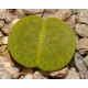 Lithops lesliei 'Albinica'