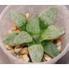 Хавортия Haworthia picta / Галерея