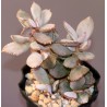 Adromischus schuldtianus ARX10