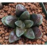 Haworthia Kegani x springbokvlakensis