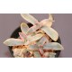Echeveria Decairn variegata AR