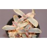 Эхеверия Echeveria Decairn variegata / Галерея