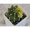 Эхинопсис Echinopsis subdenudata variegata / Галерея