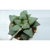 Haworthia Jayoi