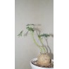 Ятрофа Jatropha berlandieri / Галерея
