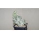 Euphorbia lactea variegata cristata