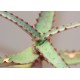 Aloe divaricata