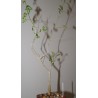 Bursera fagaroides