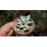 Pachyveria Blue Mist