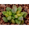 Adromischus marianae tanqua