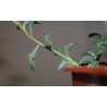 Senecio peregrinus - черенок