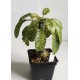 Dorstenia variegata