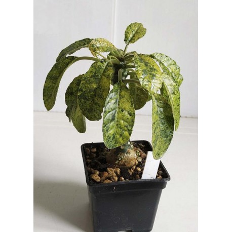 Dorstenia variegata