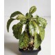 Dorstenia variegata