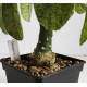 Dorstenia variegata