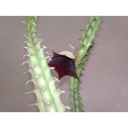 Хуэрния Huernia macrocarpa - столон
