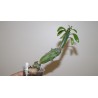 Крестовник Senecio saginata