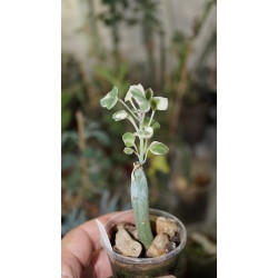 Senecio articulatus variegata