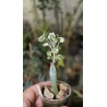 Senecio articulatus variegata