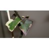 Крестовник Senecio macroglossus variegata