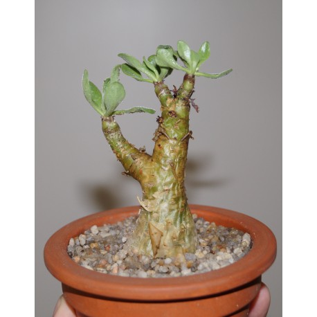 Tylecodon paniculatus